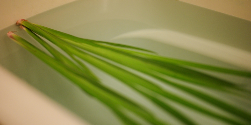 端午の節句の菖蒲湯(しょうぶゆ)※イメージ