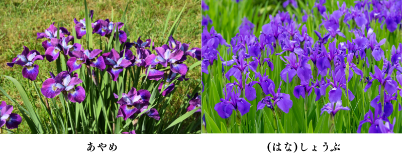 「菖蒲」は何と読む?(しょうぶ・あやめ)と読むのはご存じでしょうか?